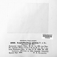 Leptothyrium pictum image